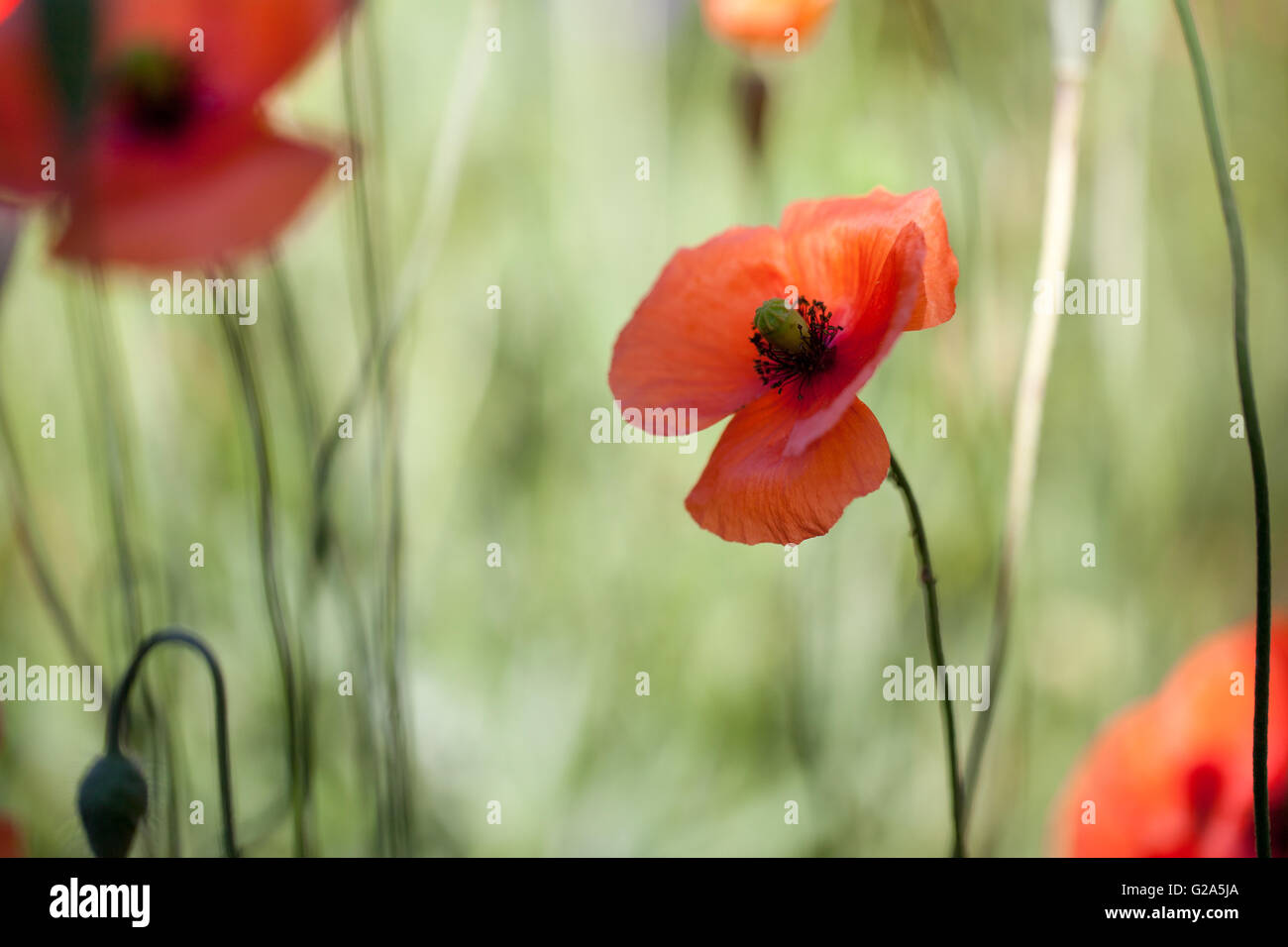 Field of red corn poppy flowers in early summer Stock Photo - Alamy