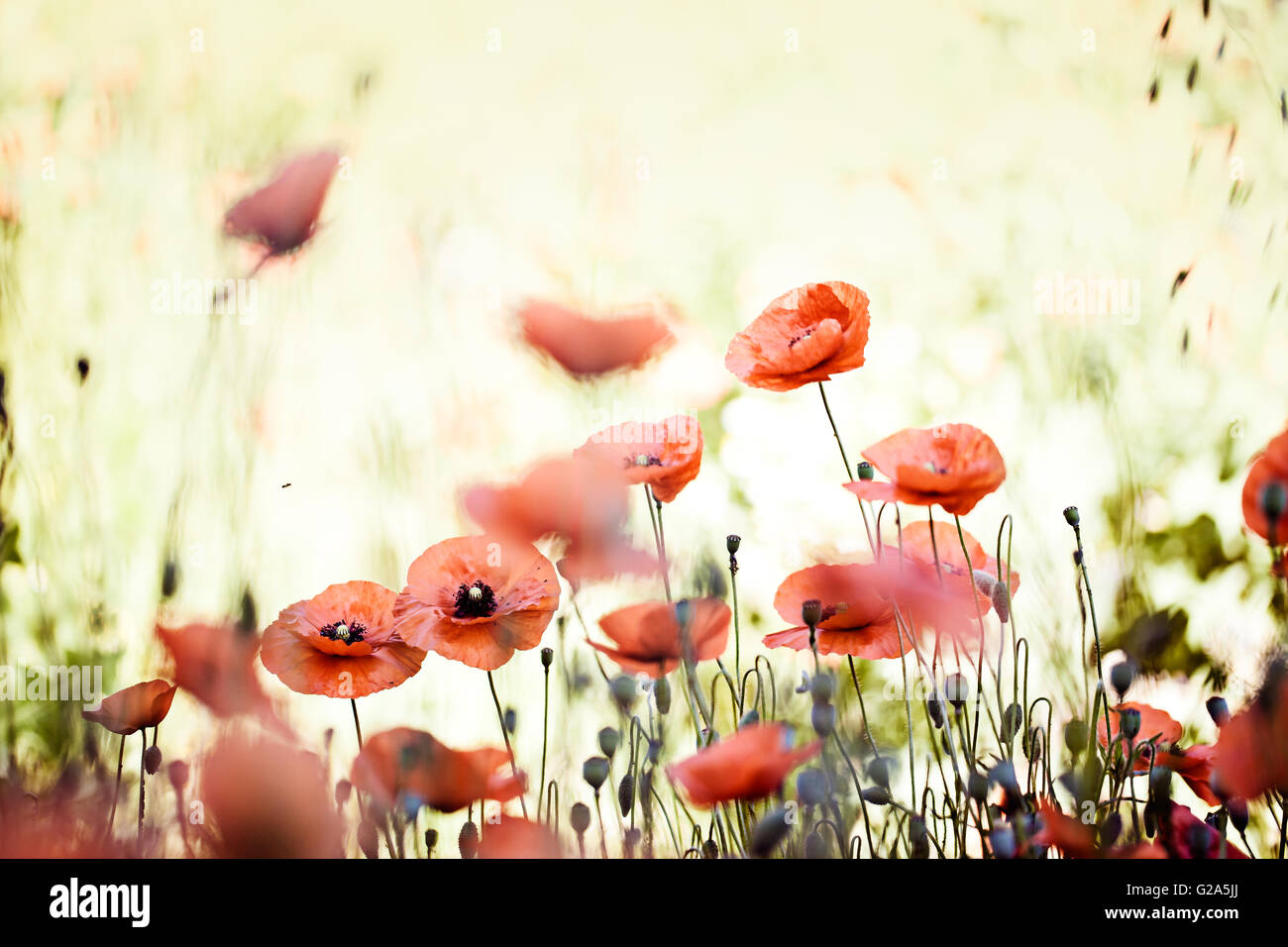 Field of red corn poppy flowers in early summer Stock Photo - Alamy