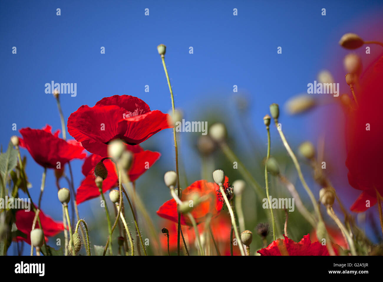 Field of red corn poppy flowers in early summer Stock Photo - Alamy