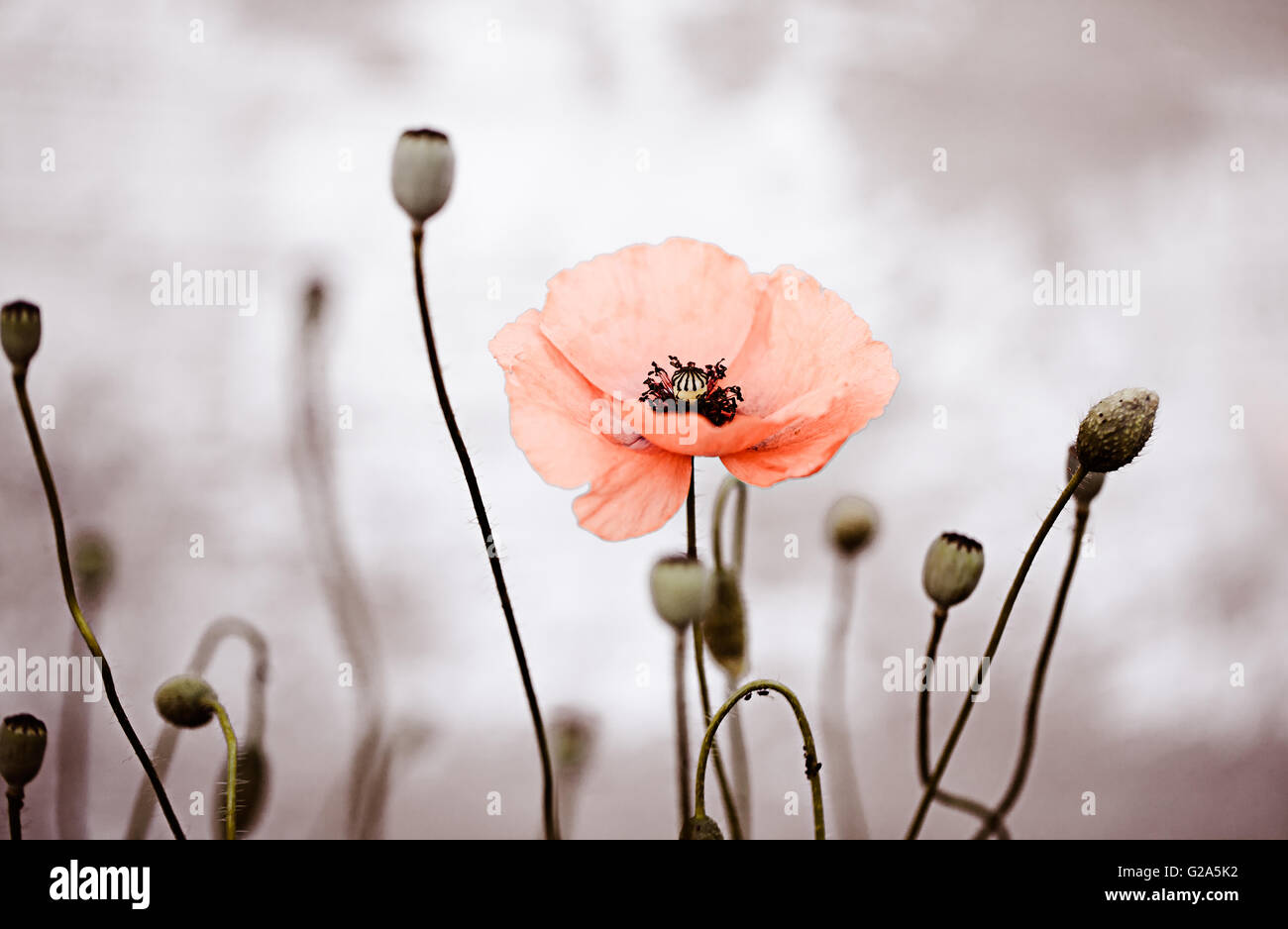 Field of red corn poppy flowers in early summer Stock Photo - Alamy