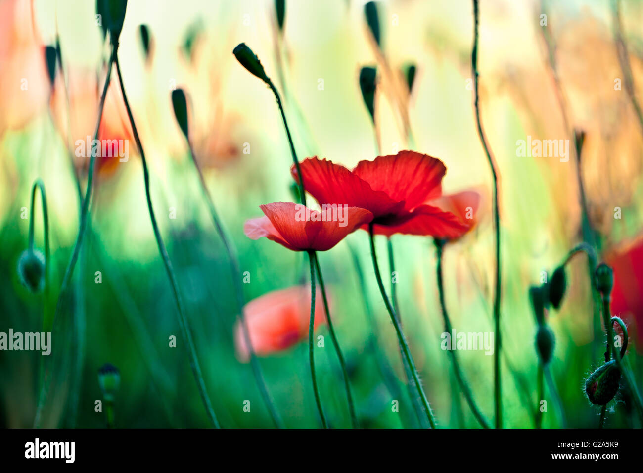 Field of red corn poppy flowers in early summer Stock Photo - Alamy