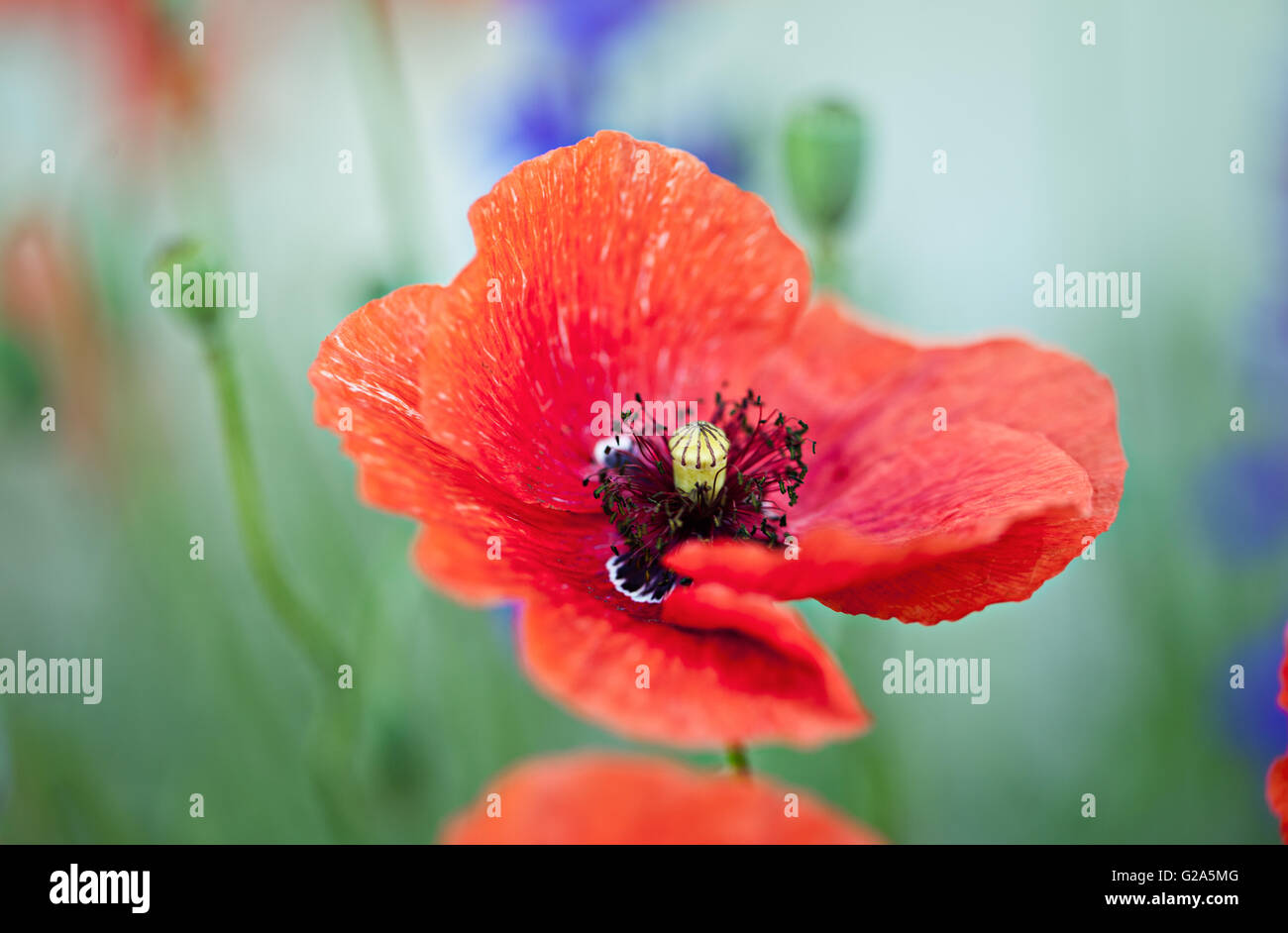 Field of red corn poppy flowers in early summer Stock Photo - Alamy