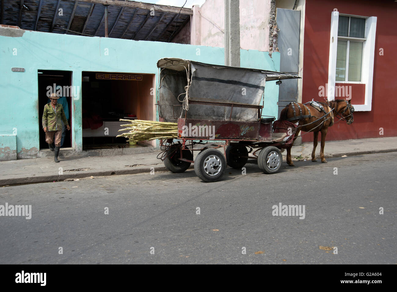 Two men offload some long raw sugarcanes from a horse drawn cart in Cienfuegos Cuba Stock Photo
