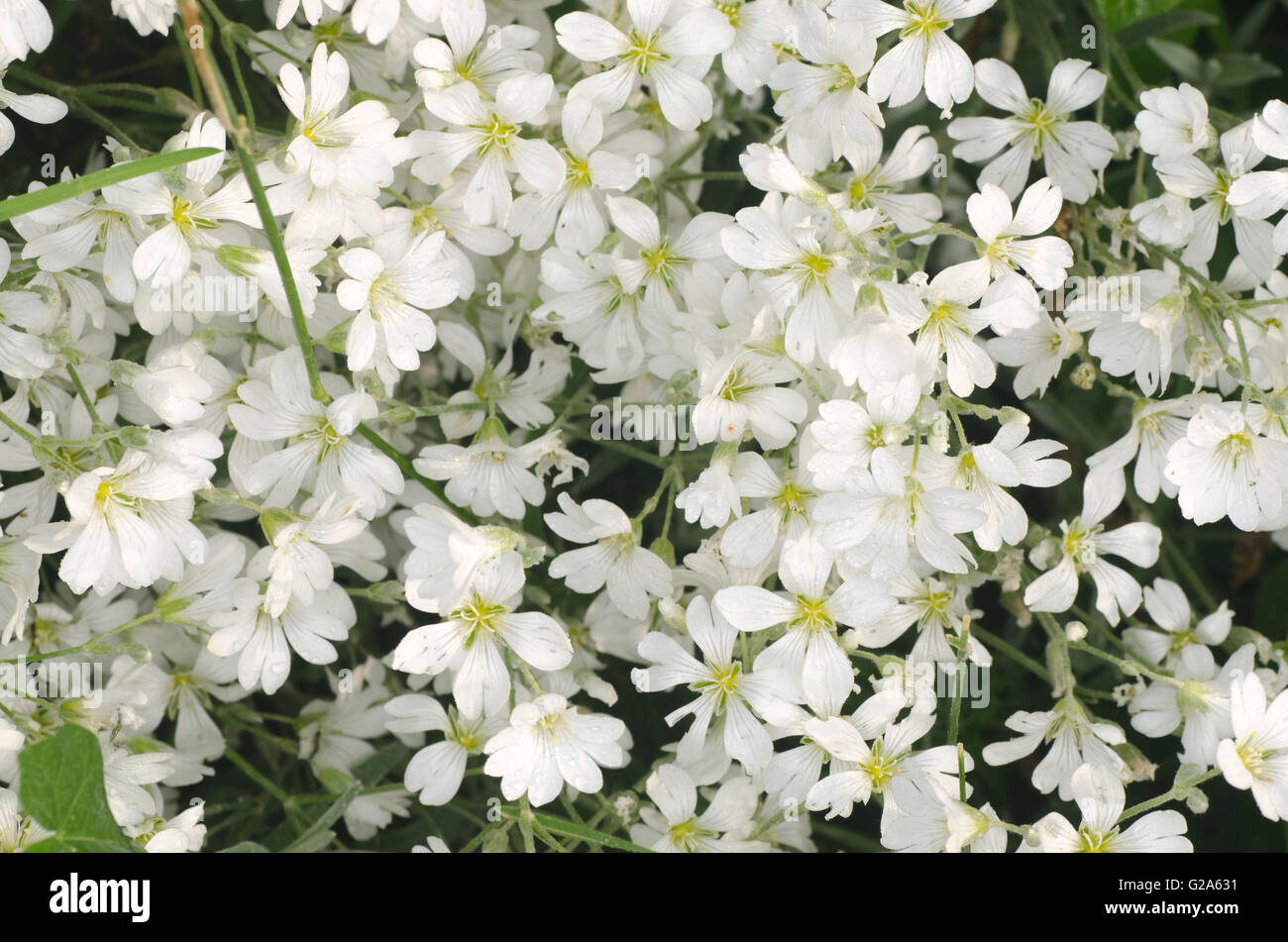 mouse-ear chickweed white spring  flowers Stock Photo