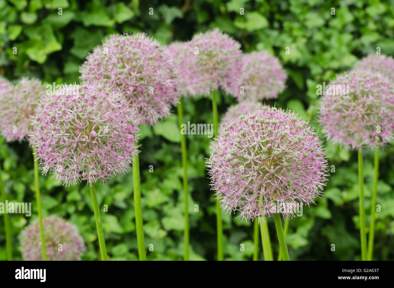 closeup to giant onion flowers Stock Photo Alamy