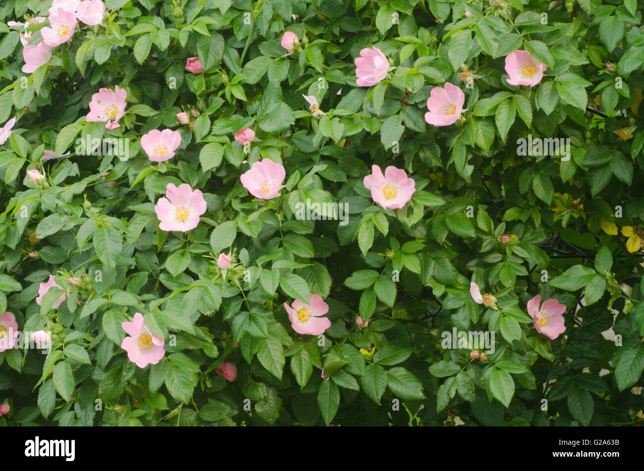 shrub with pink roses in garden Stock Photo - Alamy