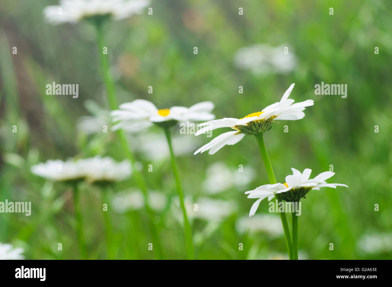 white daisy flowers in meadow Stock Photo