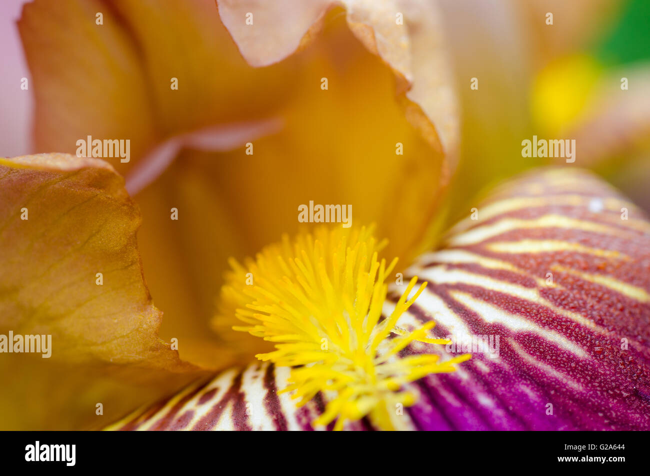 iris flower macro selective focus Stock Photo