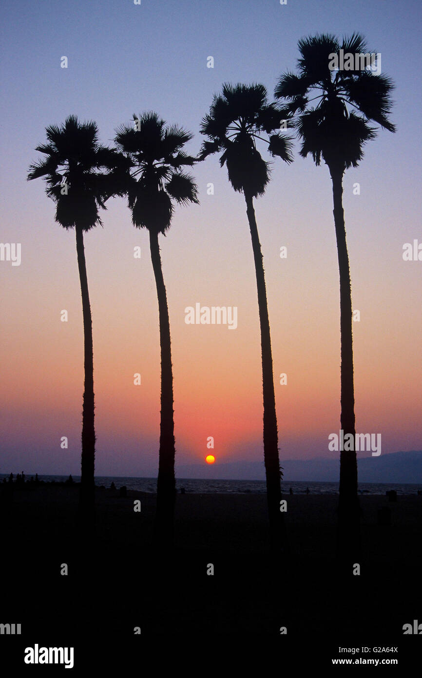 California Beach At Sunset With Silhouette Of Palm Trees California Beach At Sunset With Silhouette Of Palm Trees