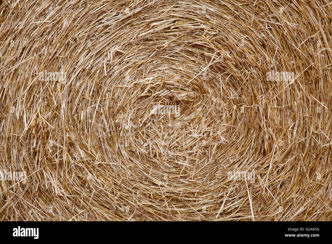 Mowed fields with round hay bales in summer Stock Photo - Alamy