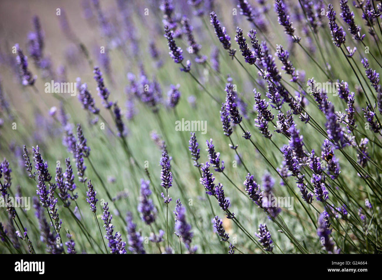 Lavender in Summer growing in the Garden Stock Photo