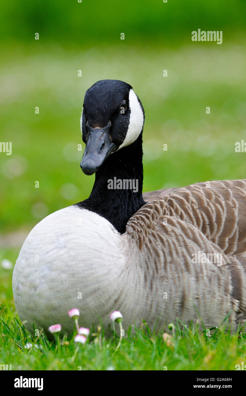 Canada goose chilliwack qld deals