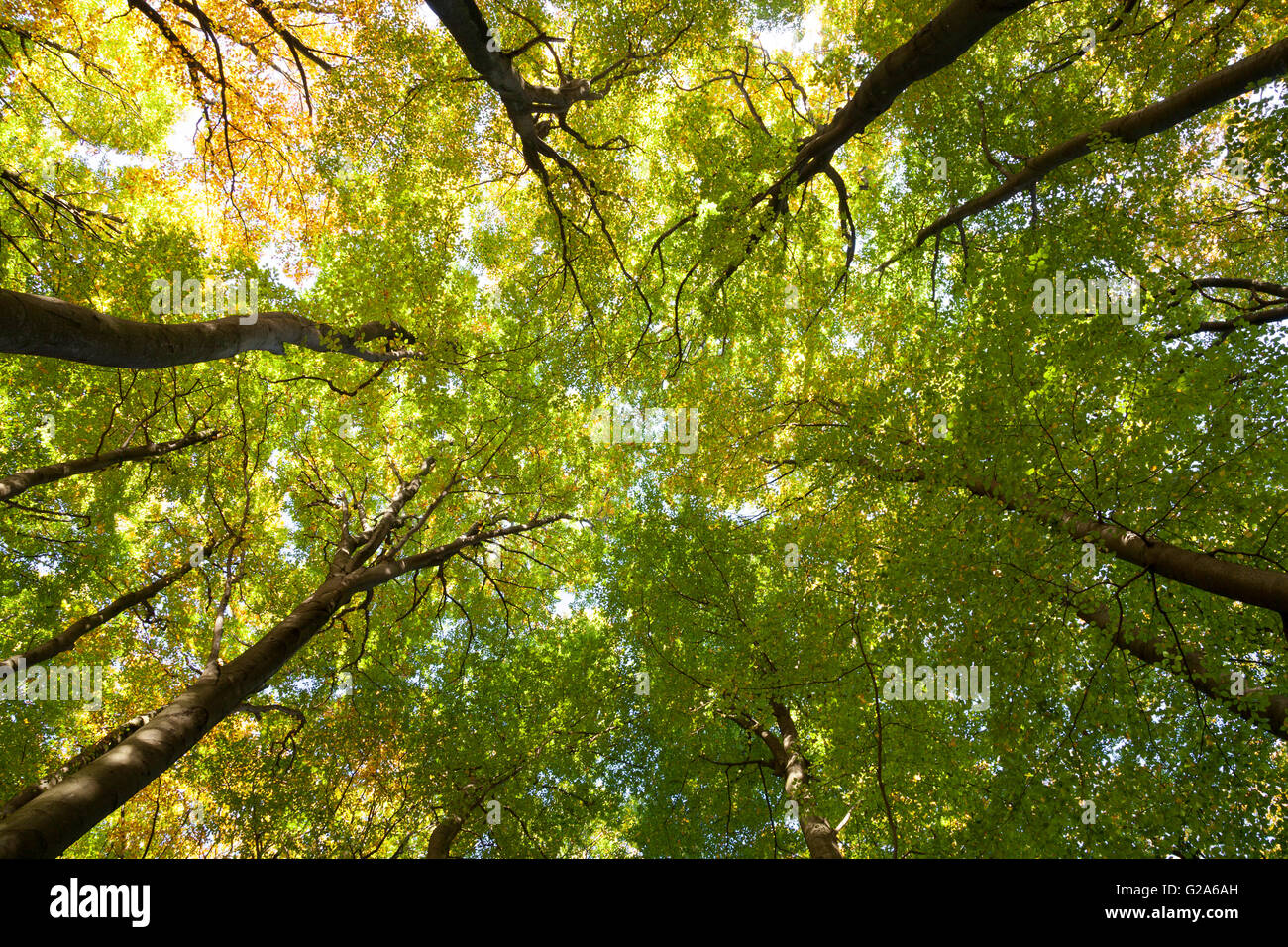 Tree canopies of a beech forest, Jasmund National Park, Rügen, Mecklenburg-Western-Pomerania, Germany Stock Photo
