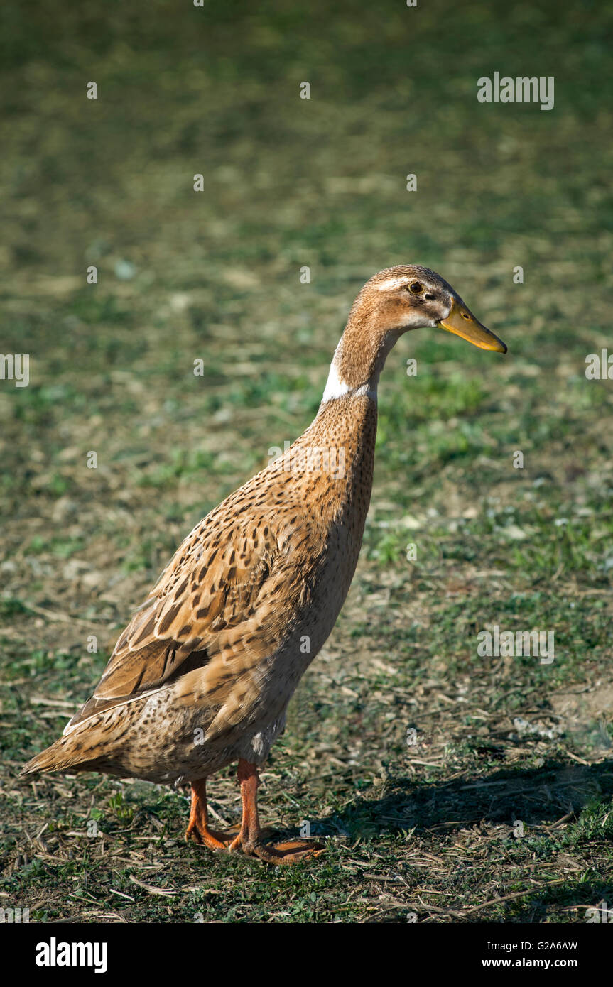 Indian Runner duck (Anas platyrhynchos domesticus) Stock Photo