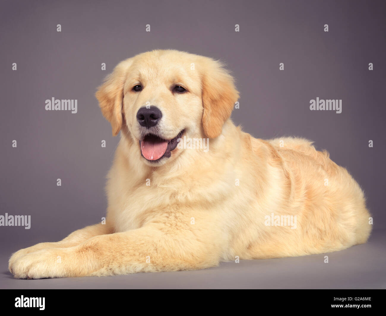 Golden Retriever Lying Down High Resolution Stock Photography and