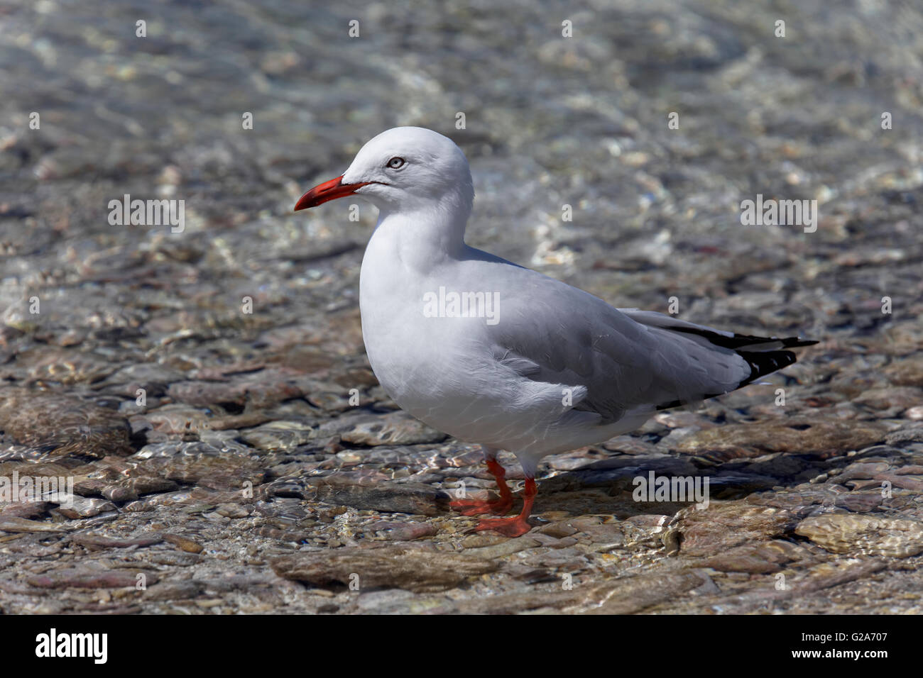 Silver Gull (Larus novaehollandiae) standing in water, Lady Elliot Island, Queensland, Australia Stock Photo