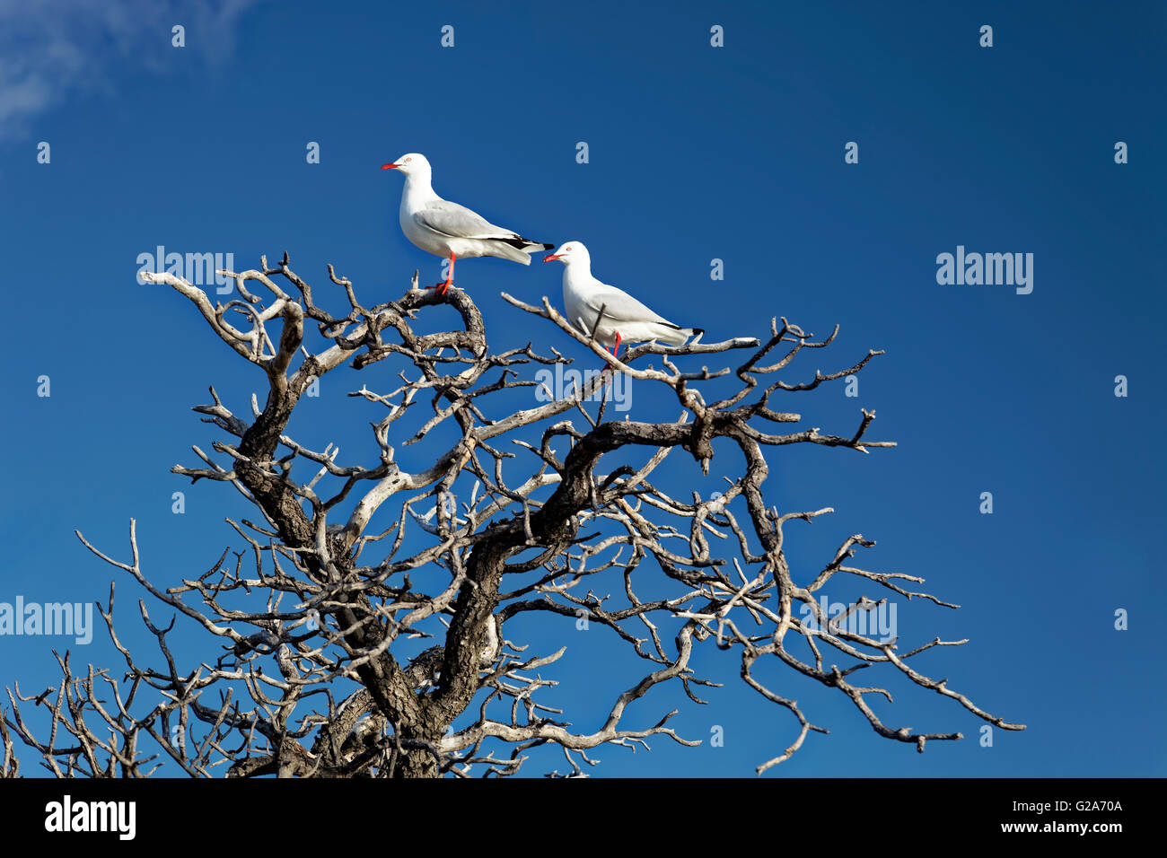 Silver gulls (Larus novaehollandiae) on dry tree, Lady Elliot Island, Queensland, Australia Stock Photo