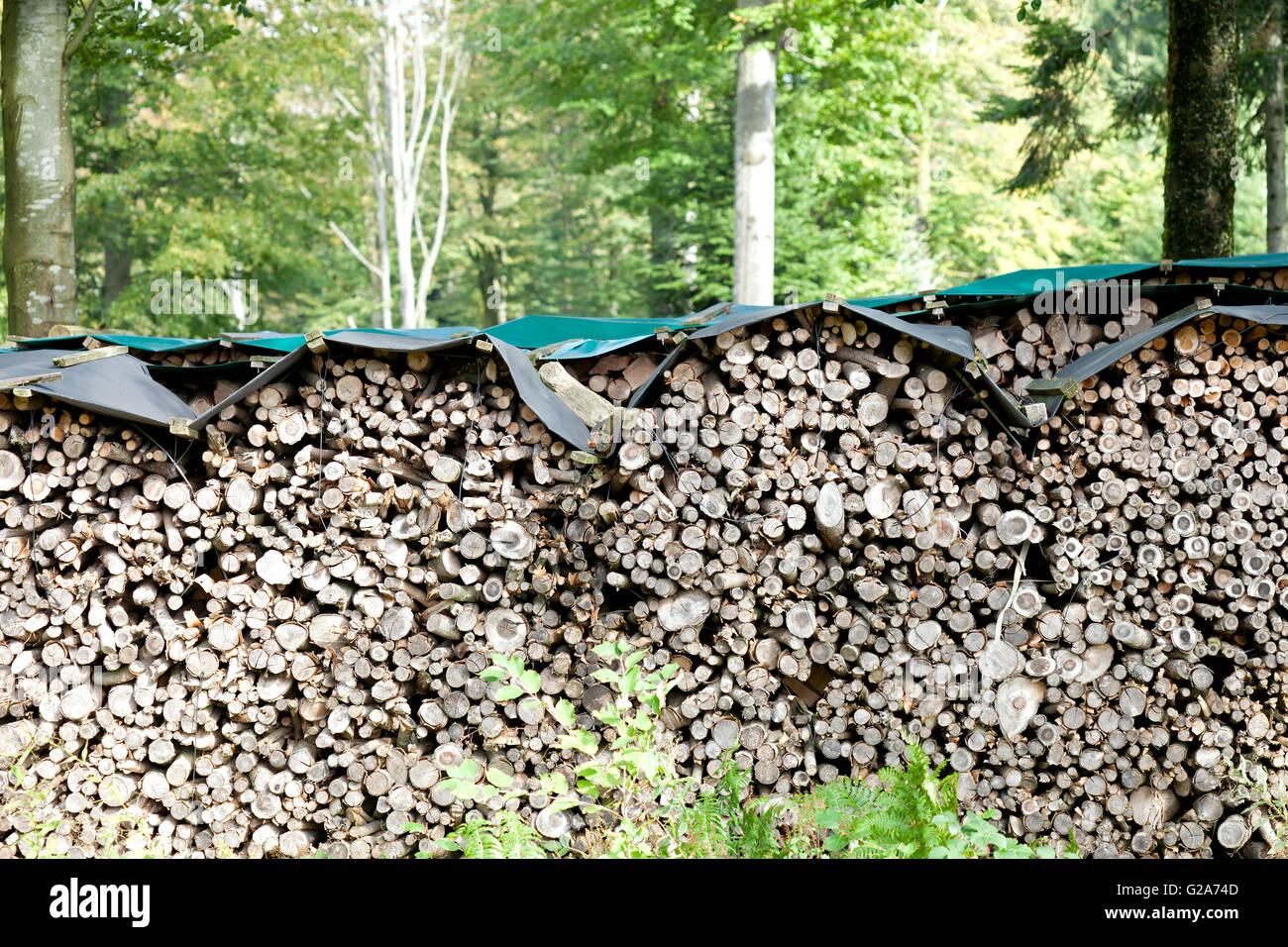 Woodland management in the Black Forest, processed logs stacked in the woodland by people using their local woodlands sustainably for their own uses Stock Photo