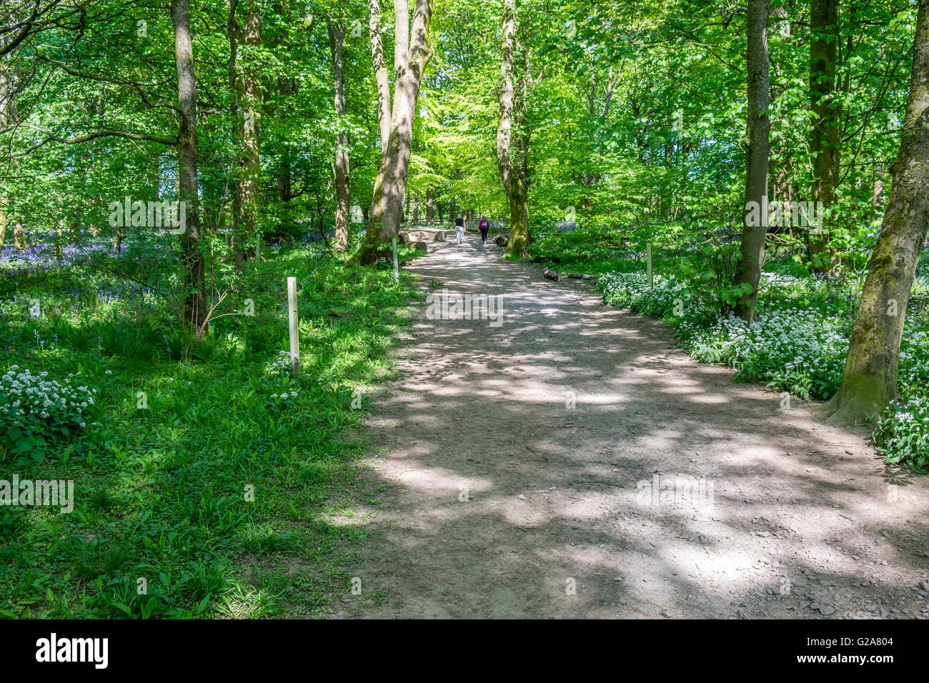Blue Bell Wood in full bloom with Wild garlic flowers Stock Photo