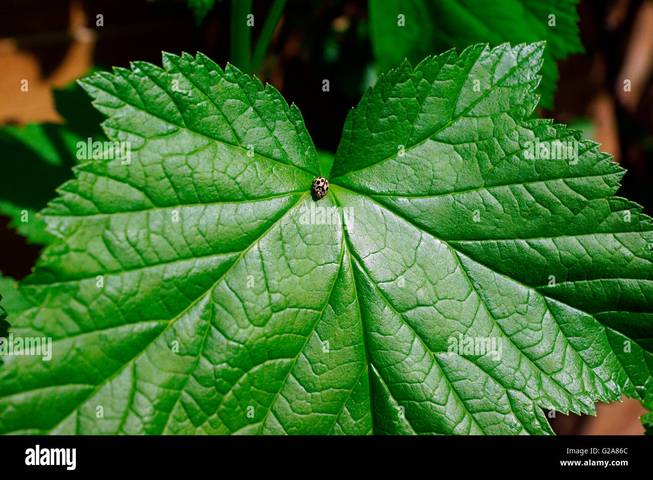 LADYBIRD YELLOW / BLACK SPOTS Stock Photo Alamy
