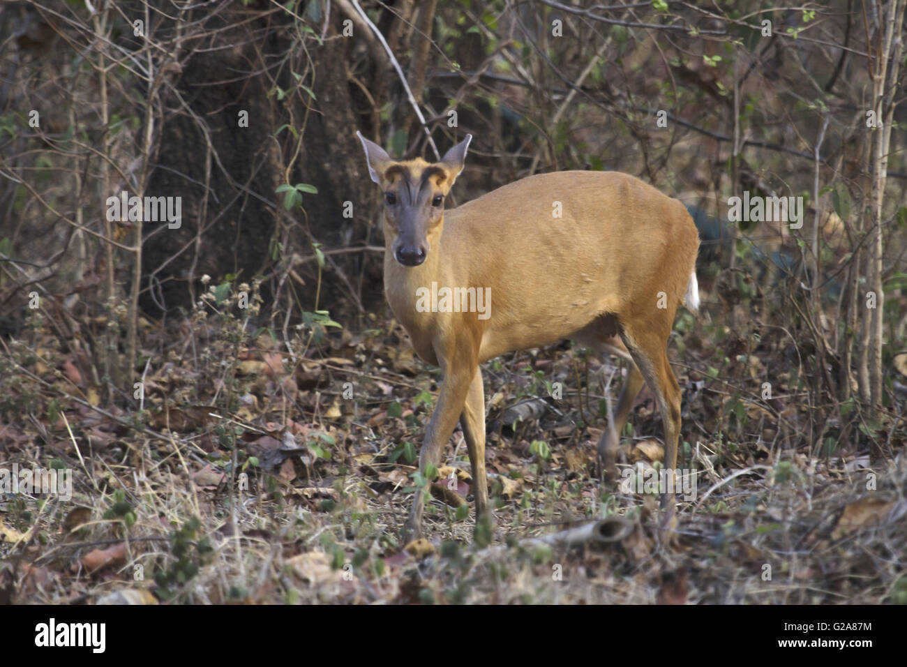 Indian muntjac or Barking Deer. Kanha Tiger Reserve, Madhya Pradesh, India Stock Photo