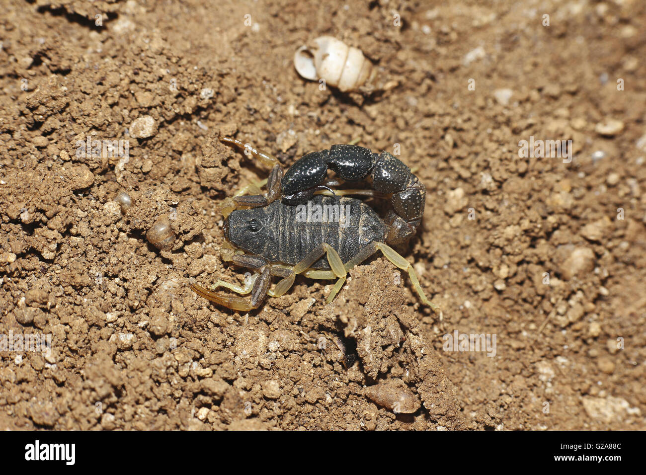 Bicolor Scorpion. Orthochirus bicolor Family: Buthidae, Mayureshwar Wildlife sanctuary, Maharashtra, India Stock Photo