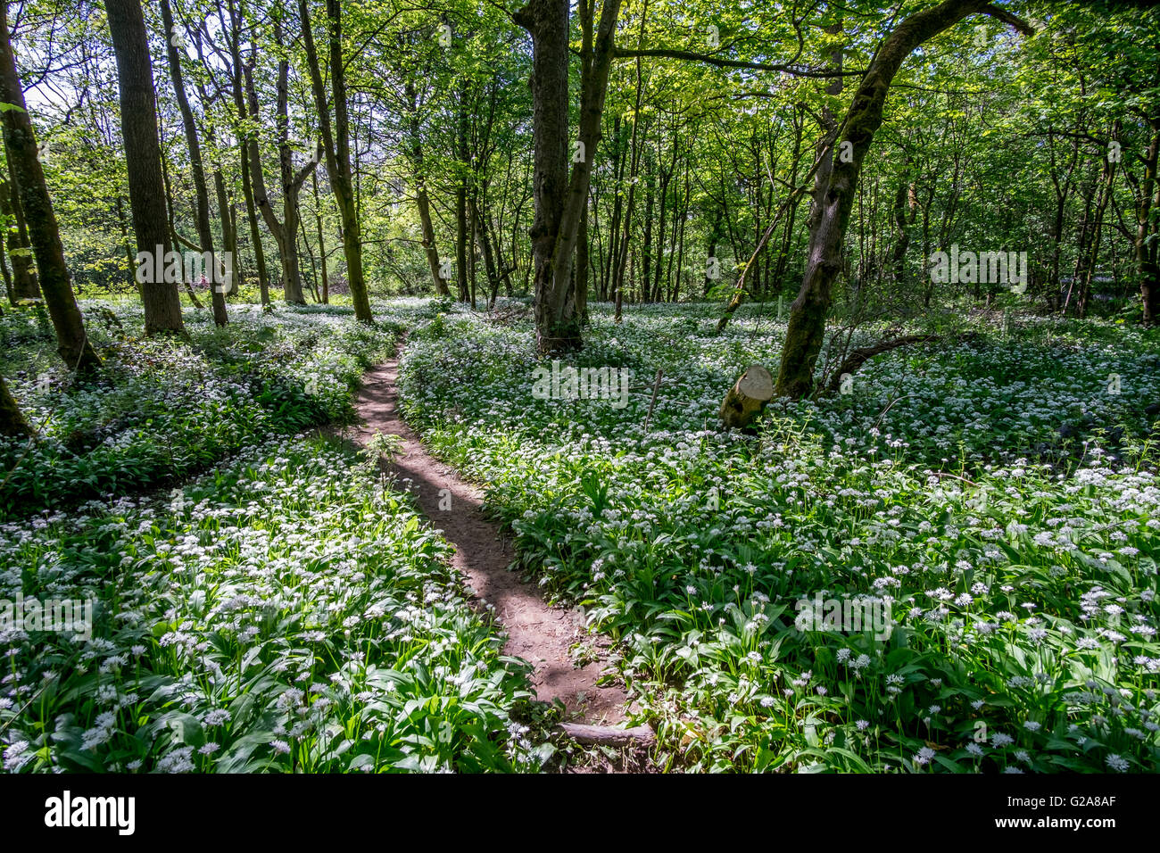 Blue Bell Wood in full bloom with Wild garlic flowers with a footpath leading you into the image Stock Photo