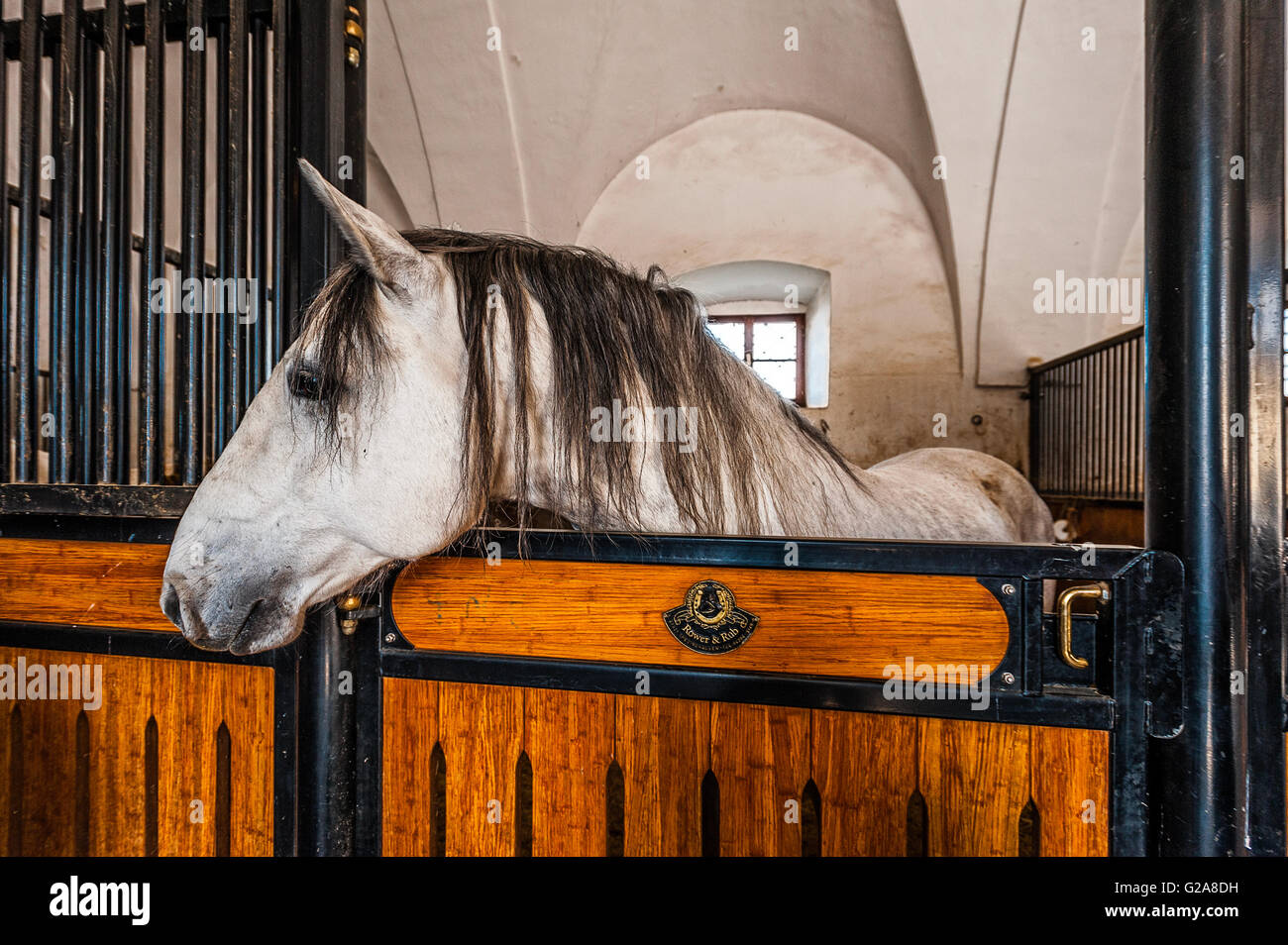 Slovenia Coast and Kras Lipica - Velbanca - the oldest stable - Lipizzaner stallions Stock Photo