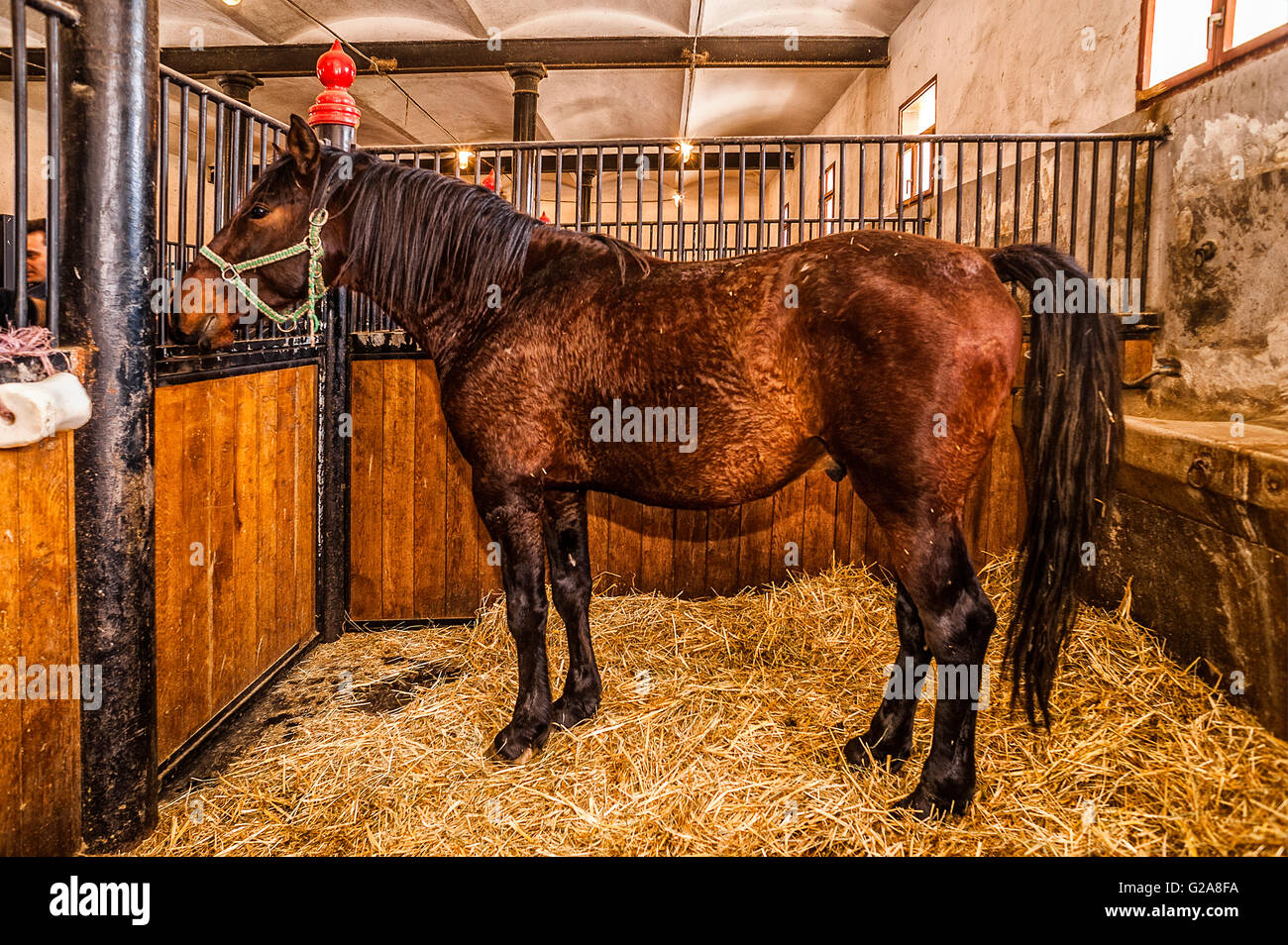 Slovenia Coast and Kras Lipica - The Aniversary Stable - Lipizzan Stallions Stock Photo