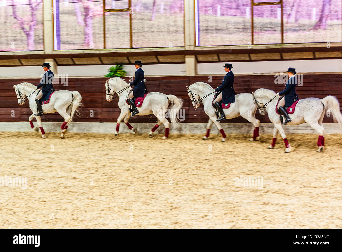 Lipizzaner Horses High Resolution Stock Photography And Images Alamy