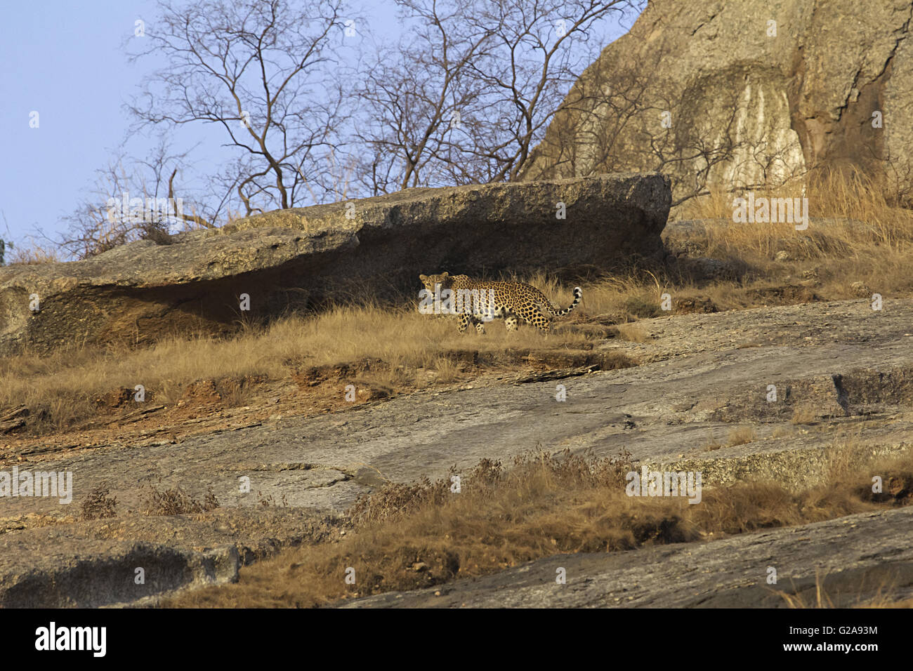 Indian Leopard, Bera, Rajasthan, India Stock Photo - Alamy