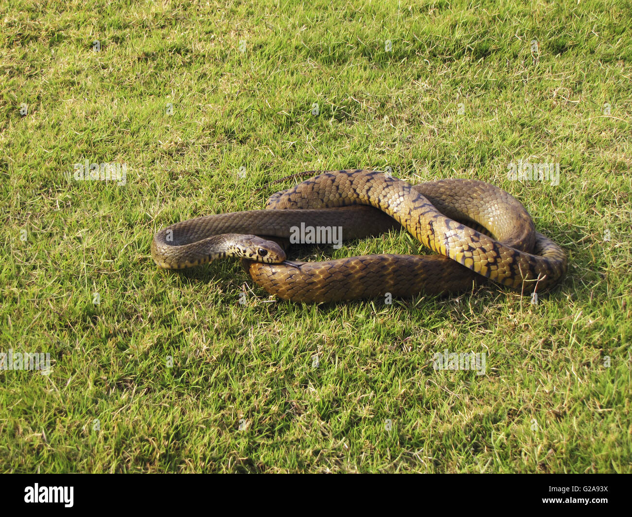 Indian Rat Snake, Ptyas Mucosa. Bhimashankar Wildlife Sanctuary