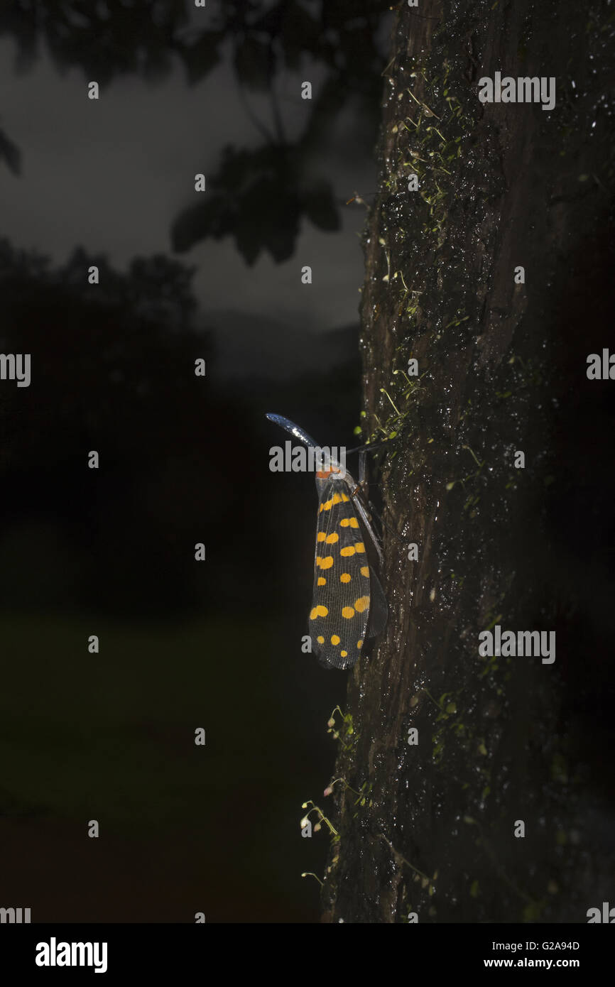 Lantern Fly (Pyrops sp.), Sharavathi Wildlife Sanctuary, Karnataka ...