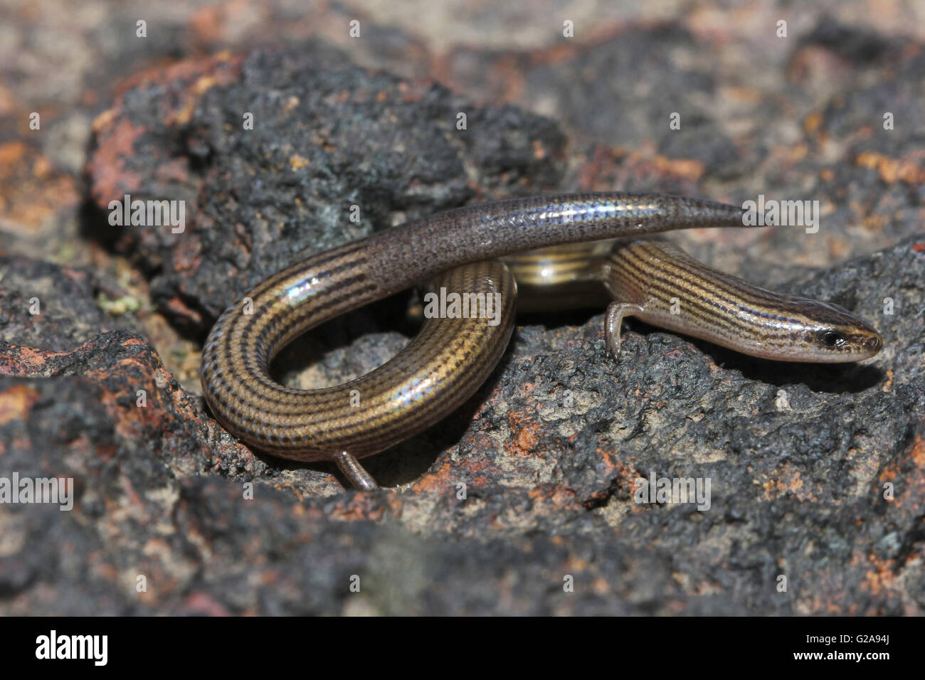 Lined Supple Skink, Lygosoma lineata, Satara, Maharashtra, India Stock Photo