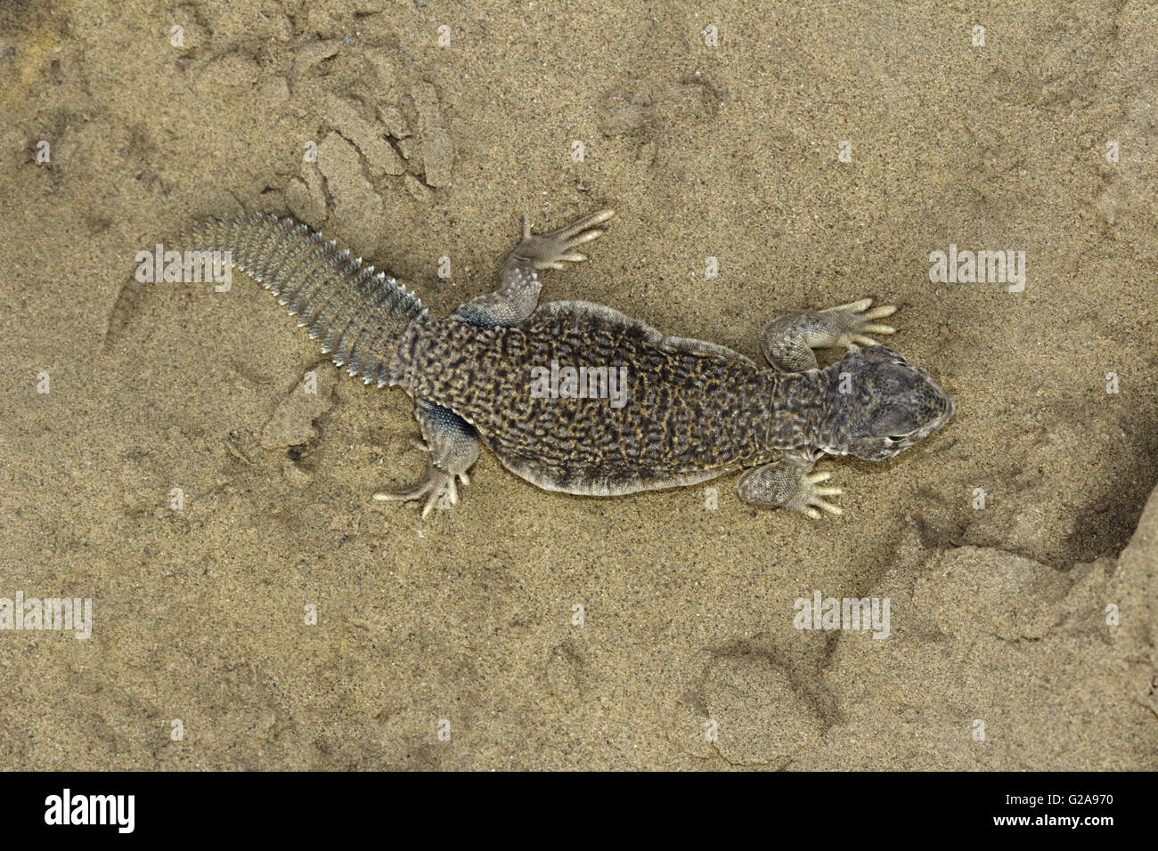 Kuwait Lizard SPINY-TAILED LIZARD, Uromastyx Sam Desert, Rajasthan, India Stock Photo ...