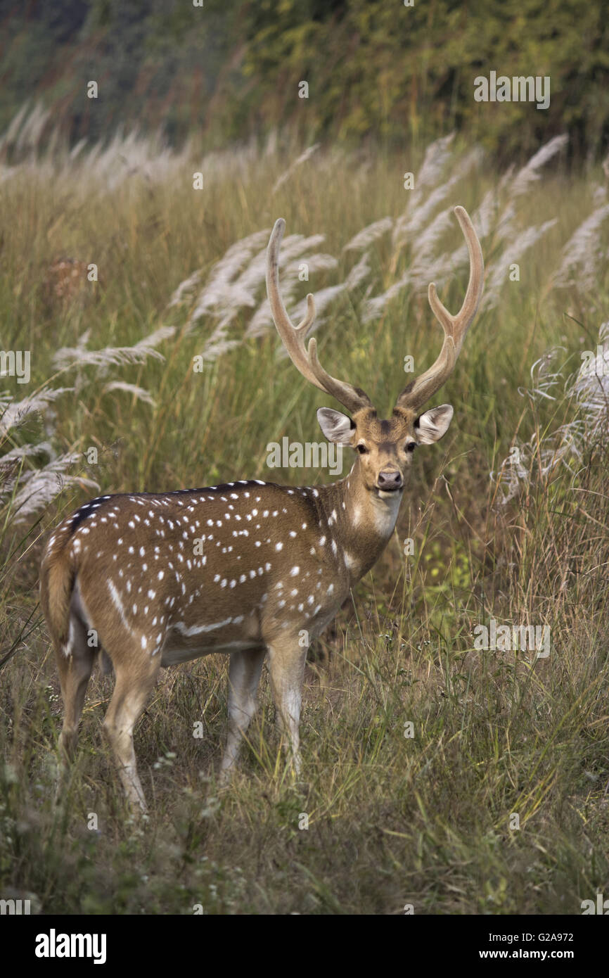 Spotted deer or chital, Axis axis, Bandhavgarh Tiger Reserve, Madhya Pradesh,  India Stock Photo - Alamy