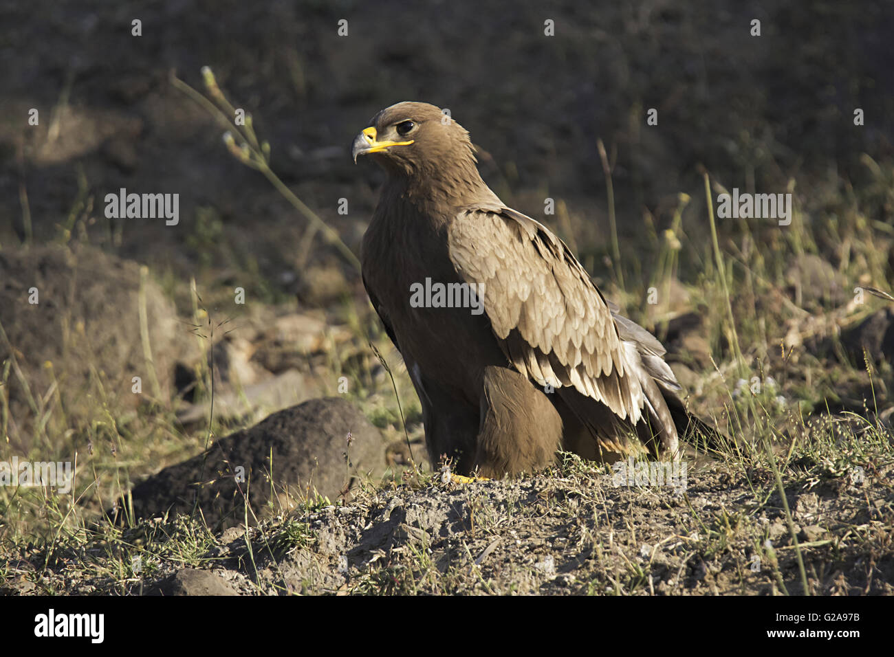 Steppe eagle, Aquila nipalensis. Saswad, Maharashtra, India Stock Photo