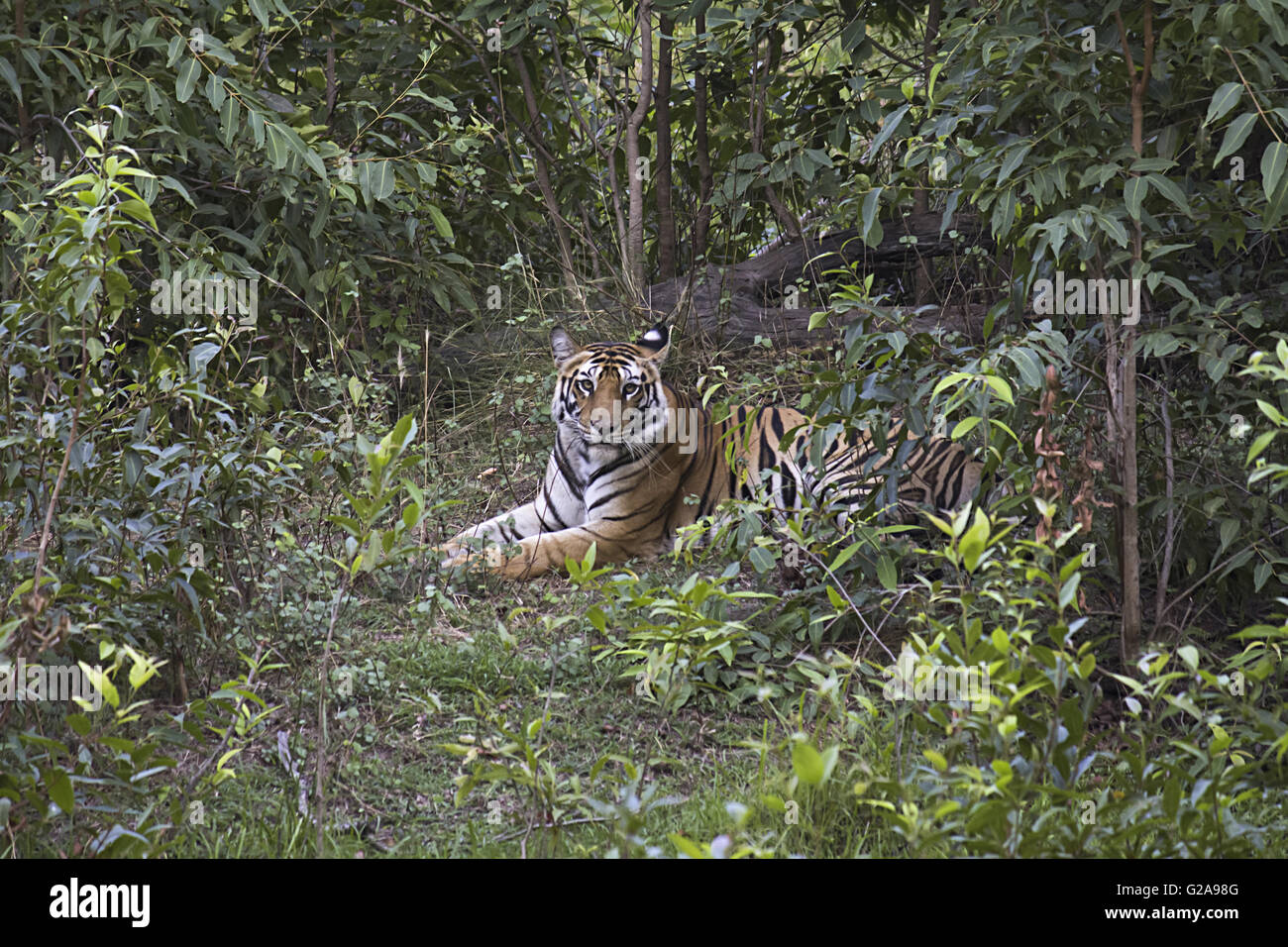 Tiger- Panthera tigris tigris. Banbehi female, Bandhavgarh Tiger Reserve, Madhya Pradesh, India Stock Photo