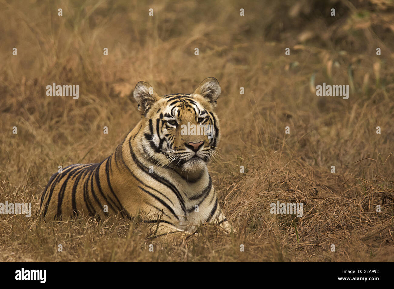 Tiger Panthera tigris tigris- Jaichand, Umred-Karhandla Wildlife Sanctuary, Maharashtra, India Stock Photo