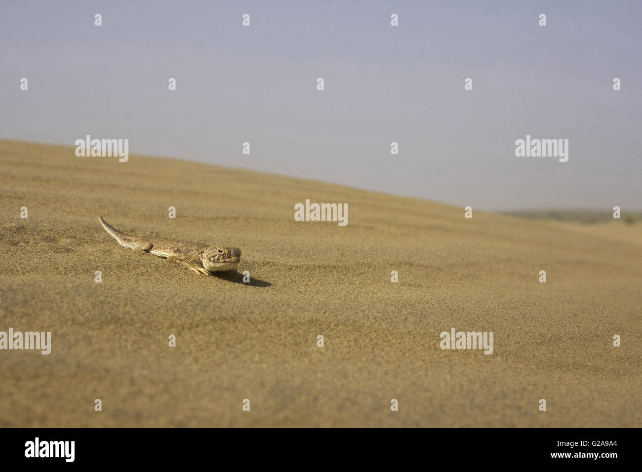 TOAD HEADED AGAMA, Phrynocephalus genus. Sam Desert, Rajasthan, India Stock Photo
