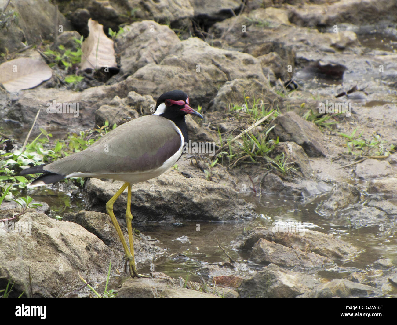 Red Wattle Lapwing, Vanellus indicus. Bandhavgarh Tiger Reserve, Madhya