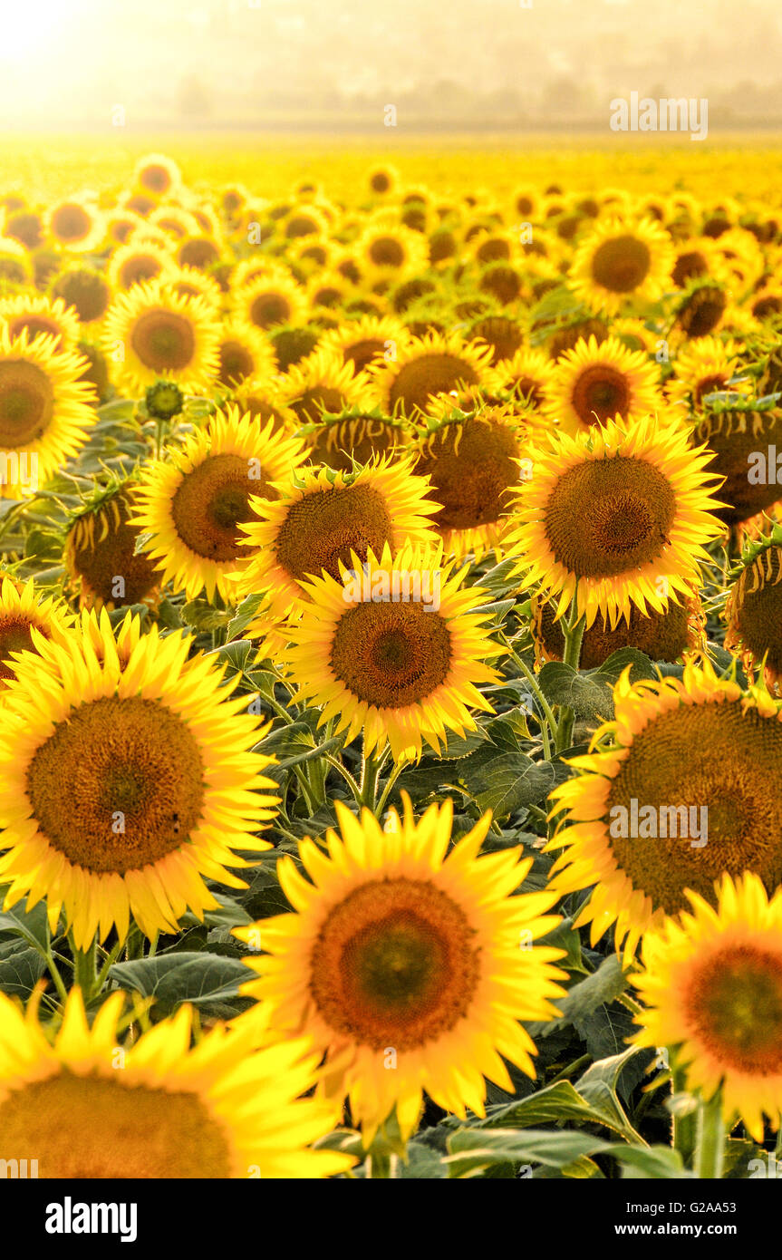 Sunflower field tuscany italy hi-res stock photography and images - Alamy