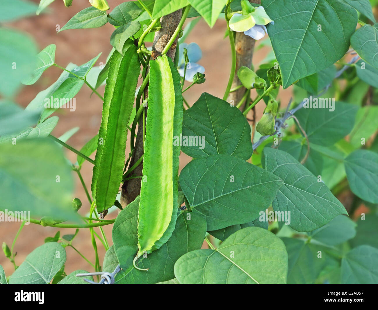 Fresh winged beans in vegetable garden in India. Also called Goa bean