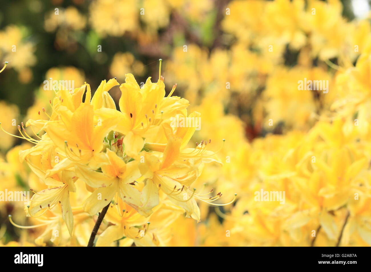 Yellow Azalea flowers Stock Photo