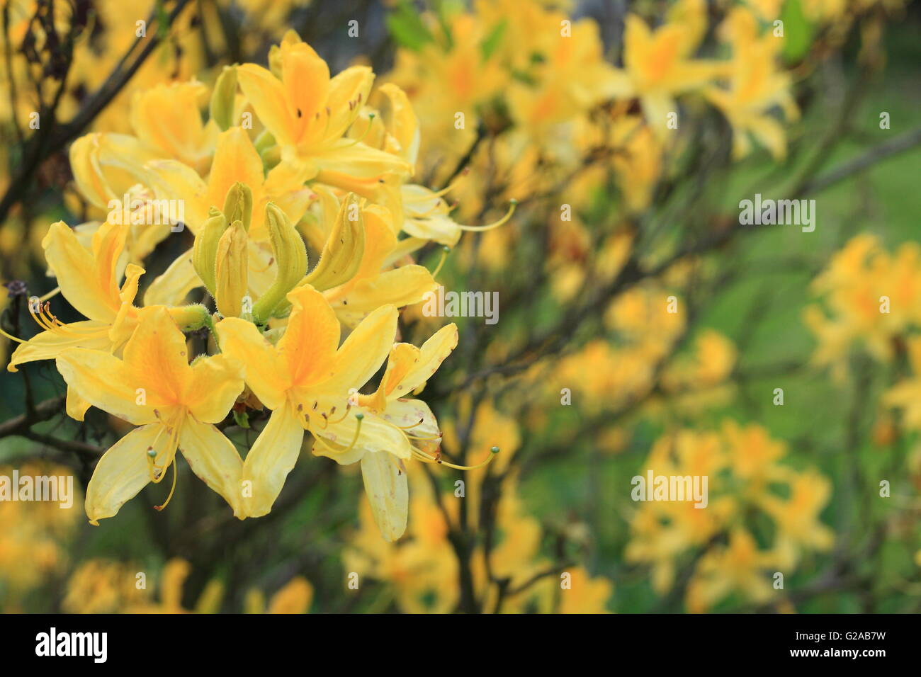 Yellow Azalea flowers Stock Photo