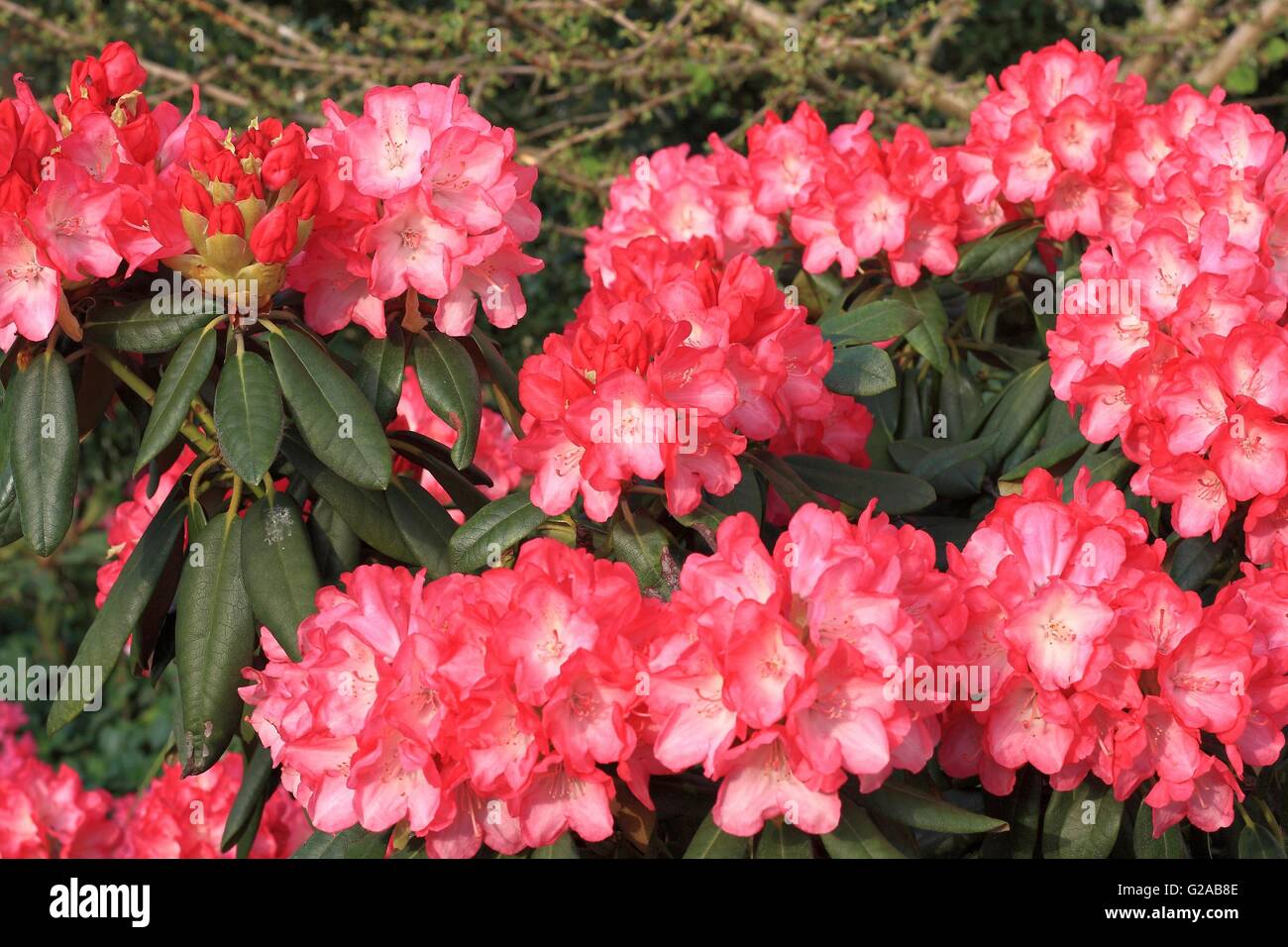 Spring Nature Rhodododendron Natural pink blossom rhododendron hi-res stock photography and images ...