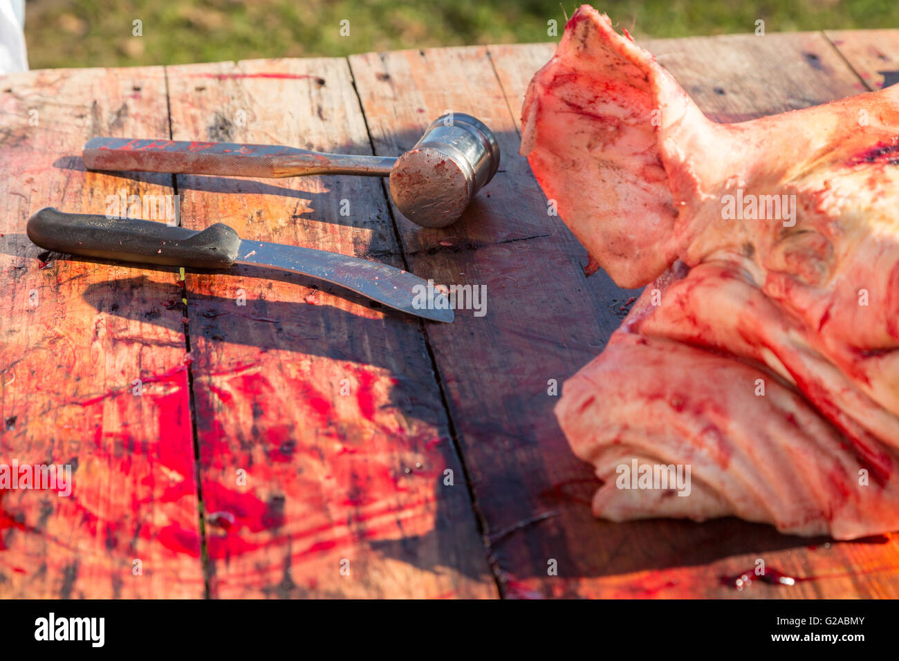 A bloody hatchet and knife sits on the butchers table during a Cajun Boucherie, part of the traditional week long Mardi Gras festivities February 8, 2016 in Eunice, Louisiana. The old fashion community event involves slaughtering a whole hog and using and cooking all parts for the guests. Stock Photo