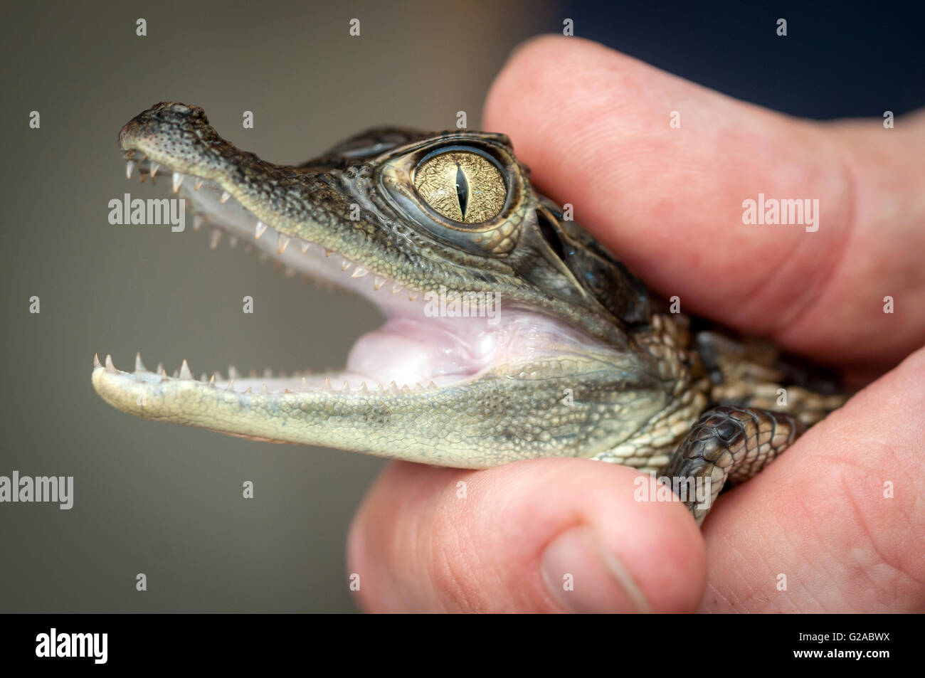 A baby caiman, an alligatorid crocodilian caimaninae, at the RSPCA Rescue Centre in Brighton. Stock Photo