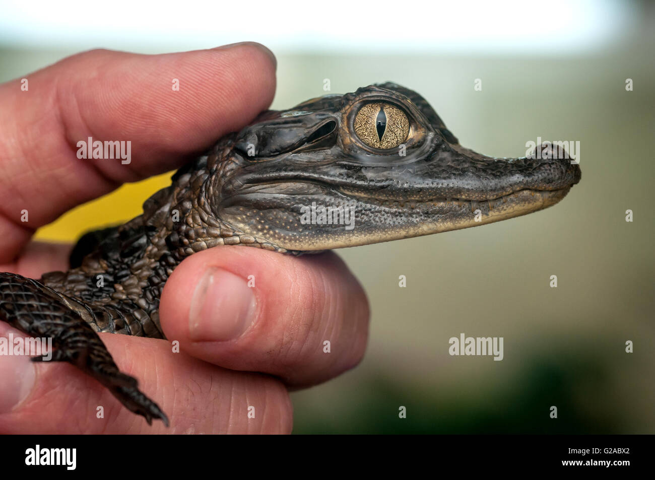 A baby caiman, an alligatorid crocodilian caimaninae, at the RSPCA Rescue Centre in Brighton. Stock Photo