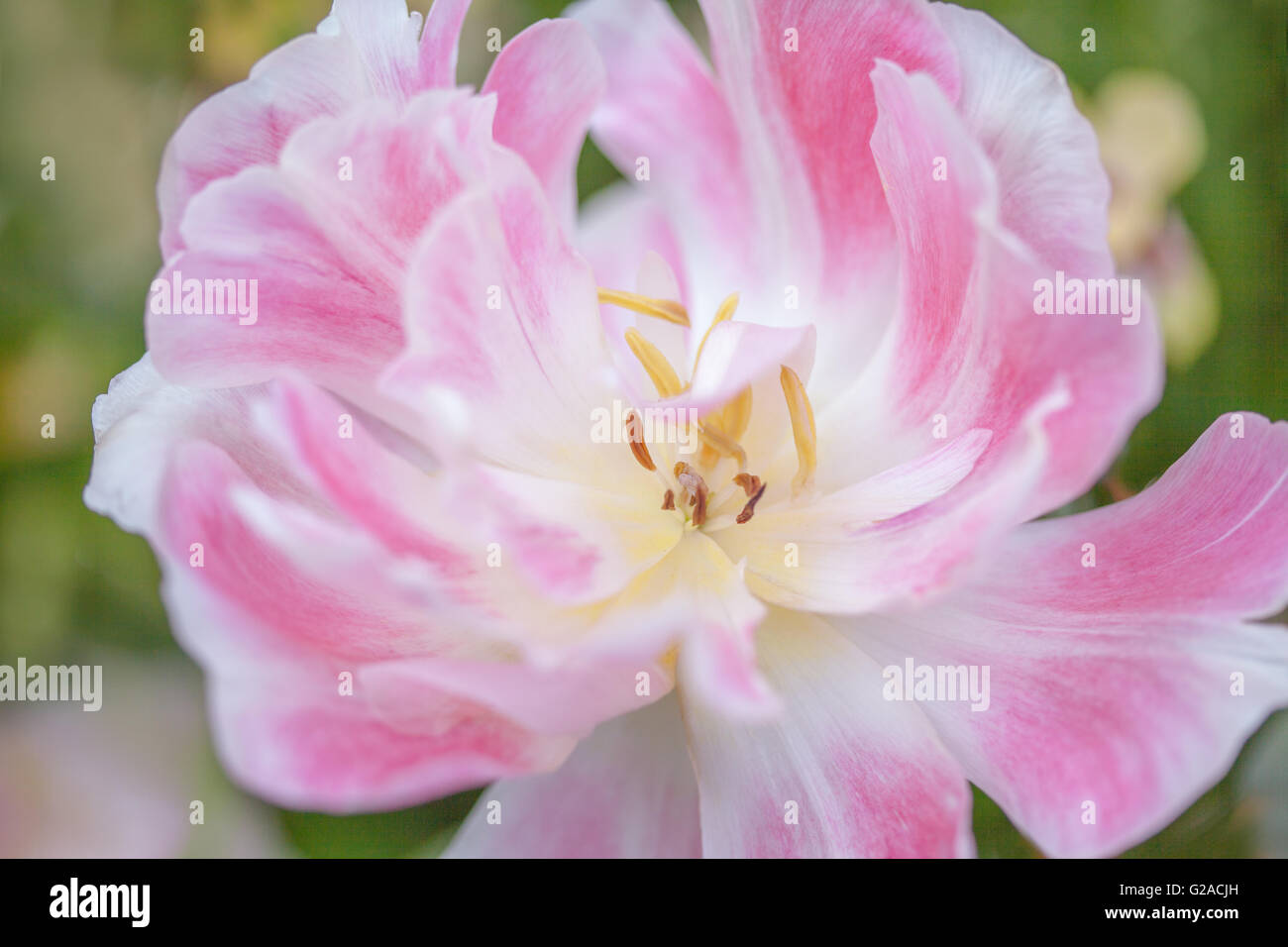 Close-up of tulipa 'Angelique' Stock Photo